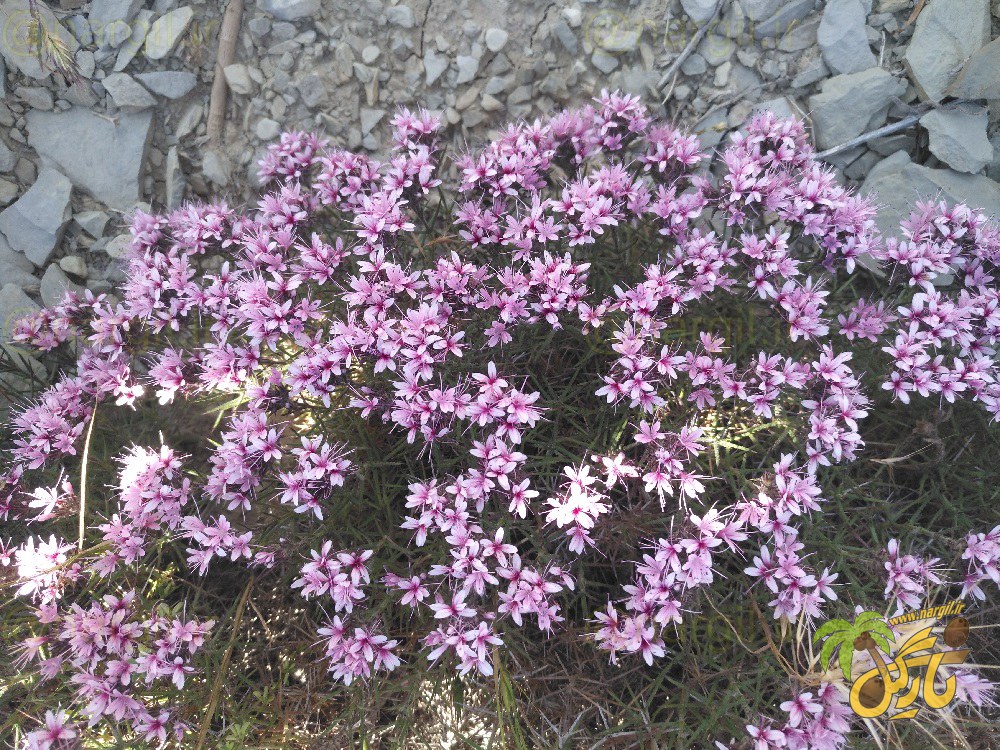 Acantholimon pterostegium